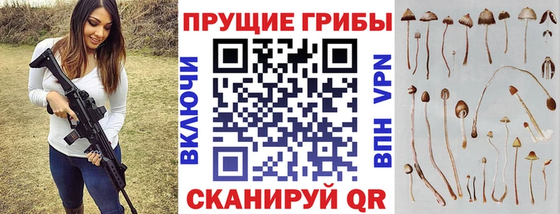Псилоцибиновые грибы Psilocybine cubensis  Ахтубинск 